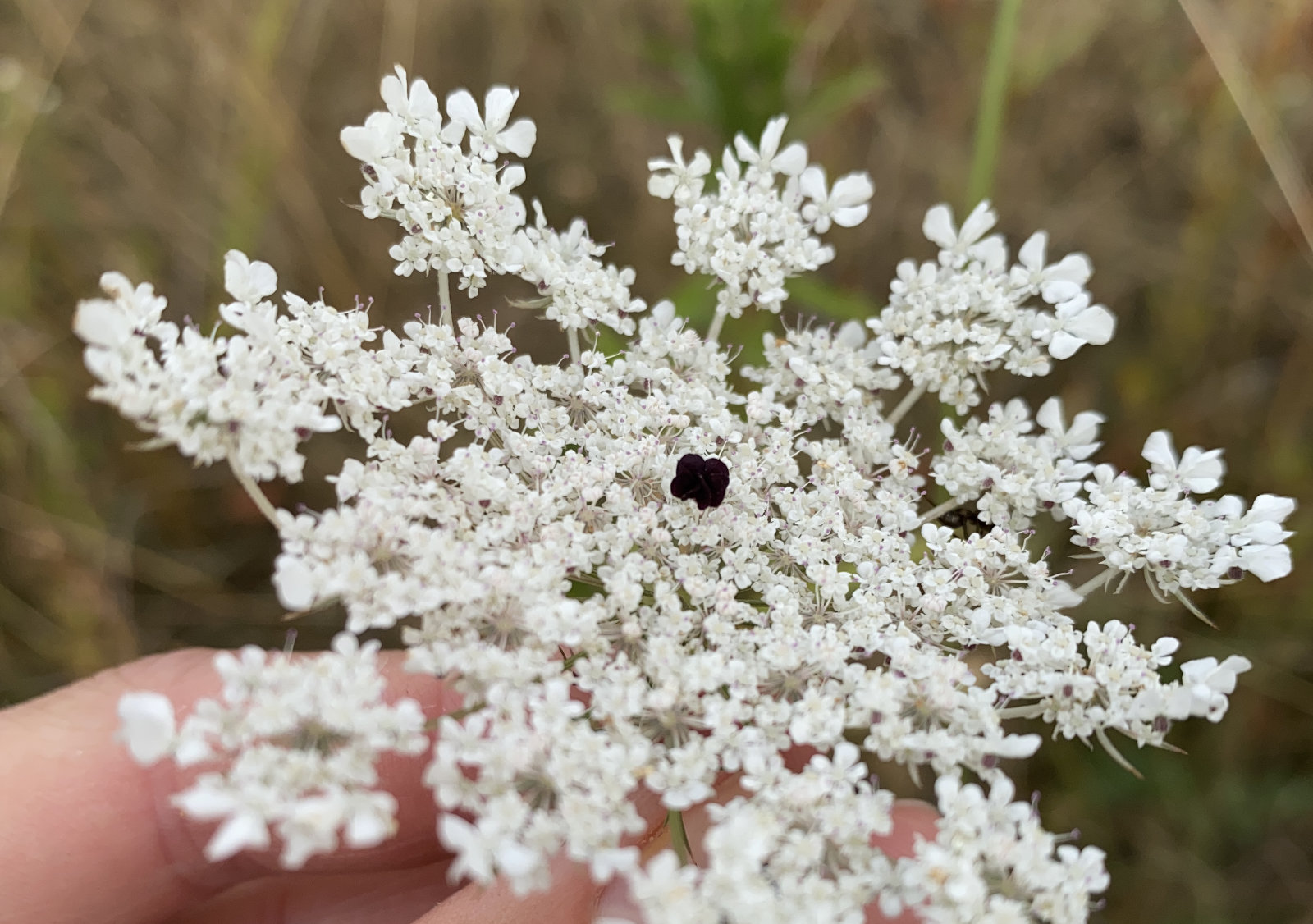A closeup of a Queen Anne’s Lace flower with the characteristic black spot at the center.